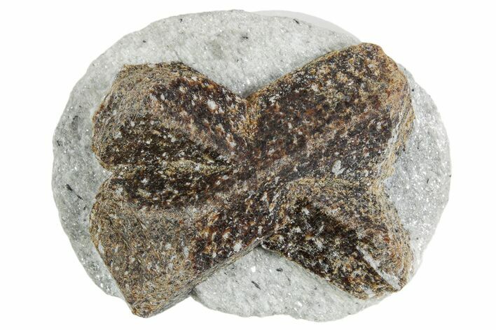 Twinned Staurolite Cross In Glittering Mica-Schist - Russia #356582